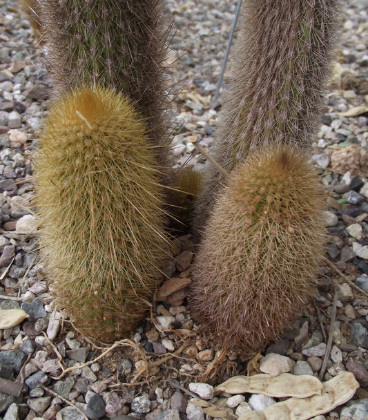 Haageocereus Versicolor – Hardy Cactus Seeds