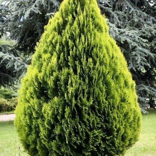 Golden Oriental Arborvitae Tree Seeds (Platycladus orientalis Aurea) jocad