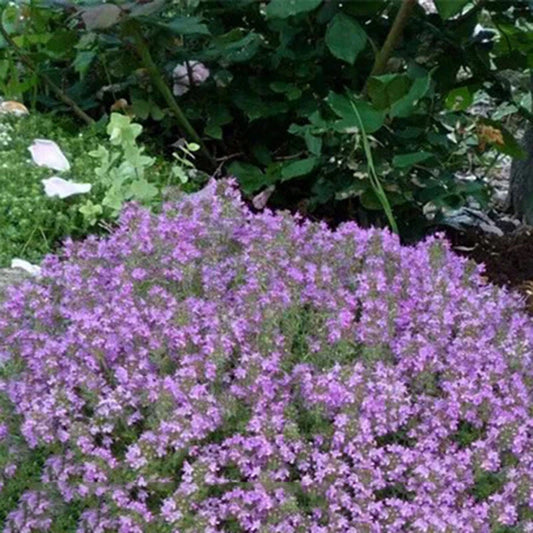 Thyme Thymus Vulgaris – Herb Vegetable Seeds