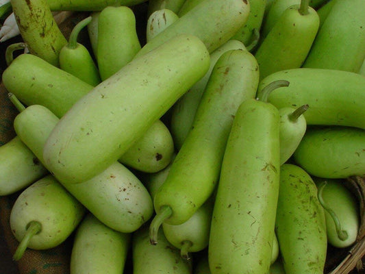 Long Bottle Gourd Lagenaria Siceraria – Vegetable Seeds