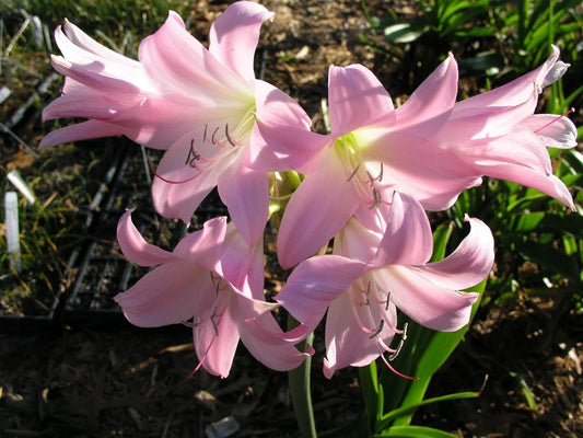 Crinum Lily Cecil Houdyshel Small-size Bulb - Flower Seeds
