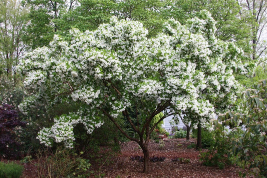 Chinese Fringe Tree Chionanthus Retusus – Flowering Ornamental Tree Seeds