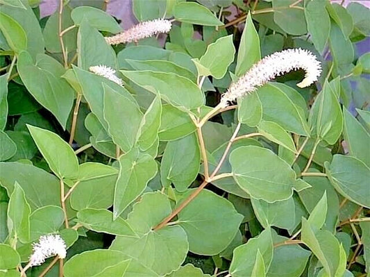 Lizard’s Tail Saururus Cernuus – Aquatic Flower Seeds