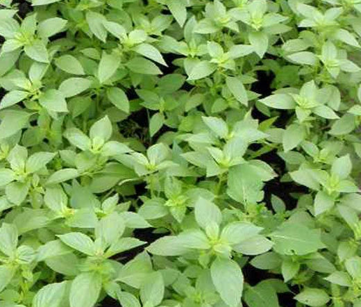 Basil Lemon Ocimum Basilicum – Aromatic Culinary Herb Garden Seeds