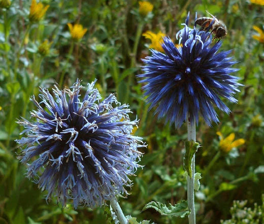 Globe Thistle Blue Echinops Ritro – Hardy Garden Flower Seeds