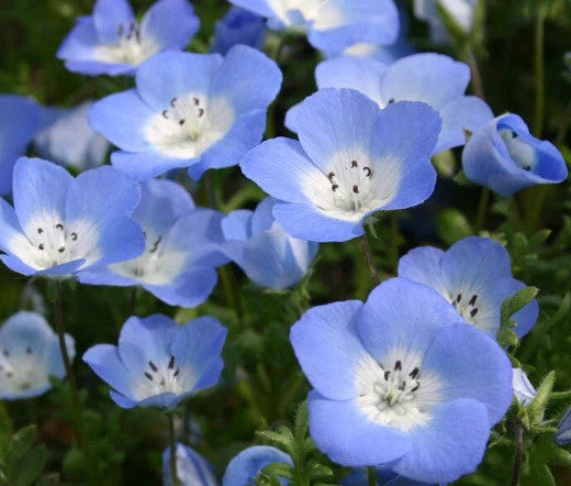 Wildflower Blue Mix – Colorful Garden Flower Seeds