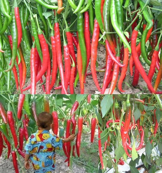 Chili Pepper Red Spicy Vegetable Seeds for Planting