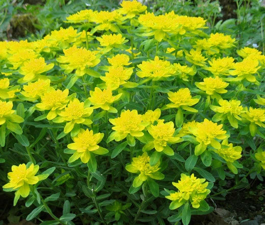 Cushion Spurge Euphorbia Polychroma – Garden Flower Seeds