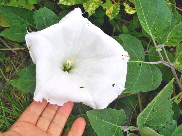 Jimson Weed Datura Stramonium – Ornamental Flower Seeds