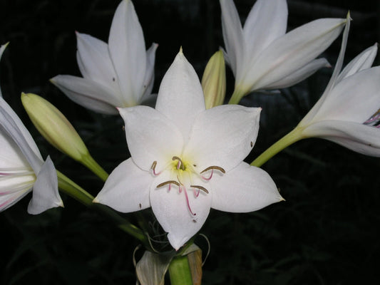Crinum Lily John S Bid Large Blooming-Size Bulb New Super Rare