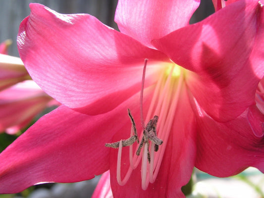 Crinum Lily Oh – Garden Flower Seeds
