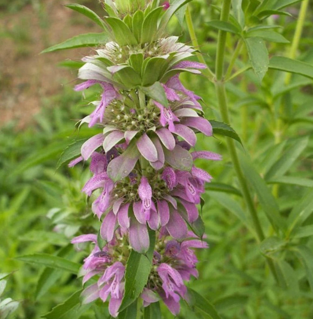 Lemon Mint Monarda Citriodora – Fragrant Herb Flower Seeds