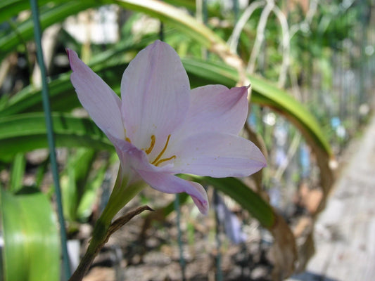 Rain Lily Zephyranthes Huastecana New Habranthus - Flower Seeds