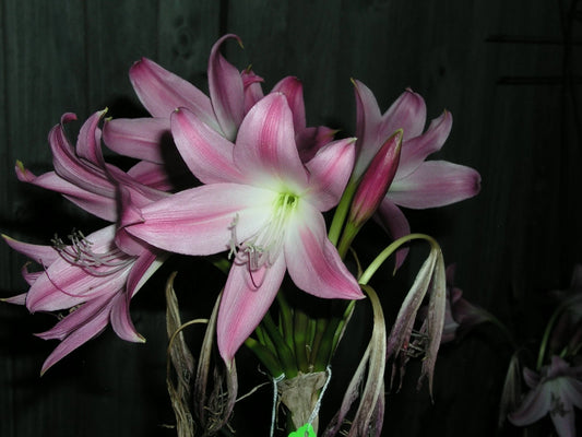 Crinum Lily Walter Flory – Fragrant Garden Flower Bulbs