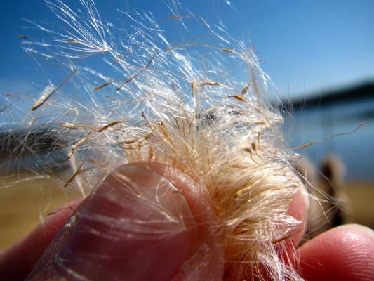 Cattail Typha Latifolia – Bulk Wetland Perennial Flower Seeds