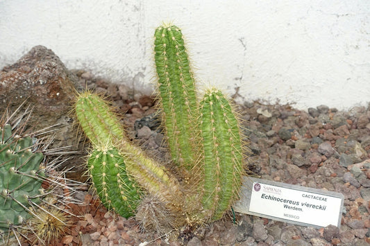 Echinocereus Viereckii – Hardy Cactus Garden Seeds
