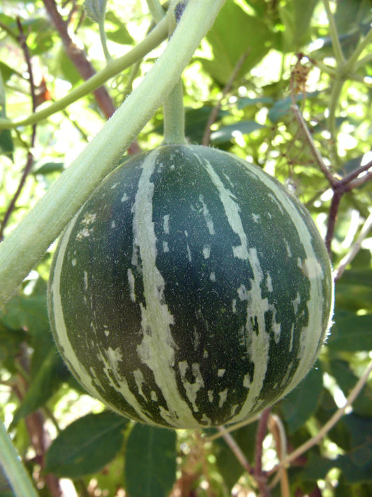 Buffalo Coyote Gourd – Climbing Vegetable Garden Seeds