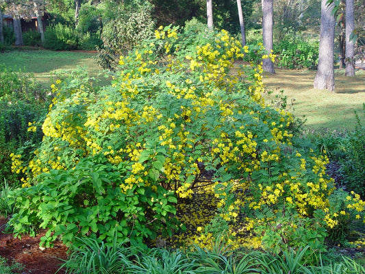 Cassia Tora Seeds Senna Tora A Wide Range Of Diverse Uses Category eg, Flower Seeds
