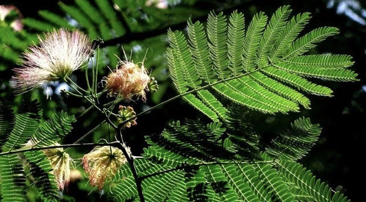Mimosa Silk Tree Albizia Julibrissin – Ornamental Tree Seeds