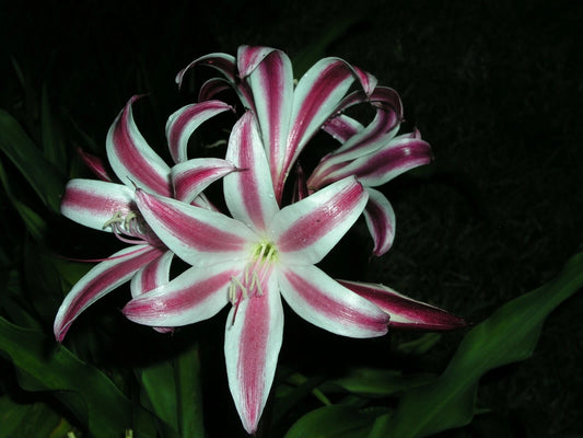 Crinum Lily Zeylanicum Species Small-size Bulb New - Flower Seeds