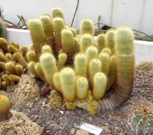 Parodia Leninghausii – Yellow Tower Cactus Seeds