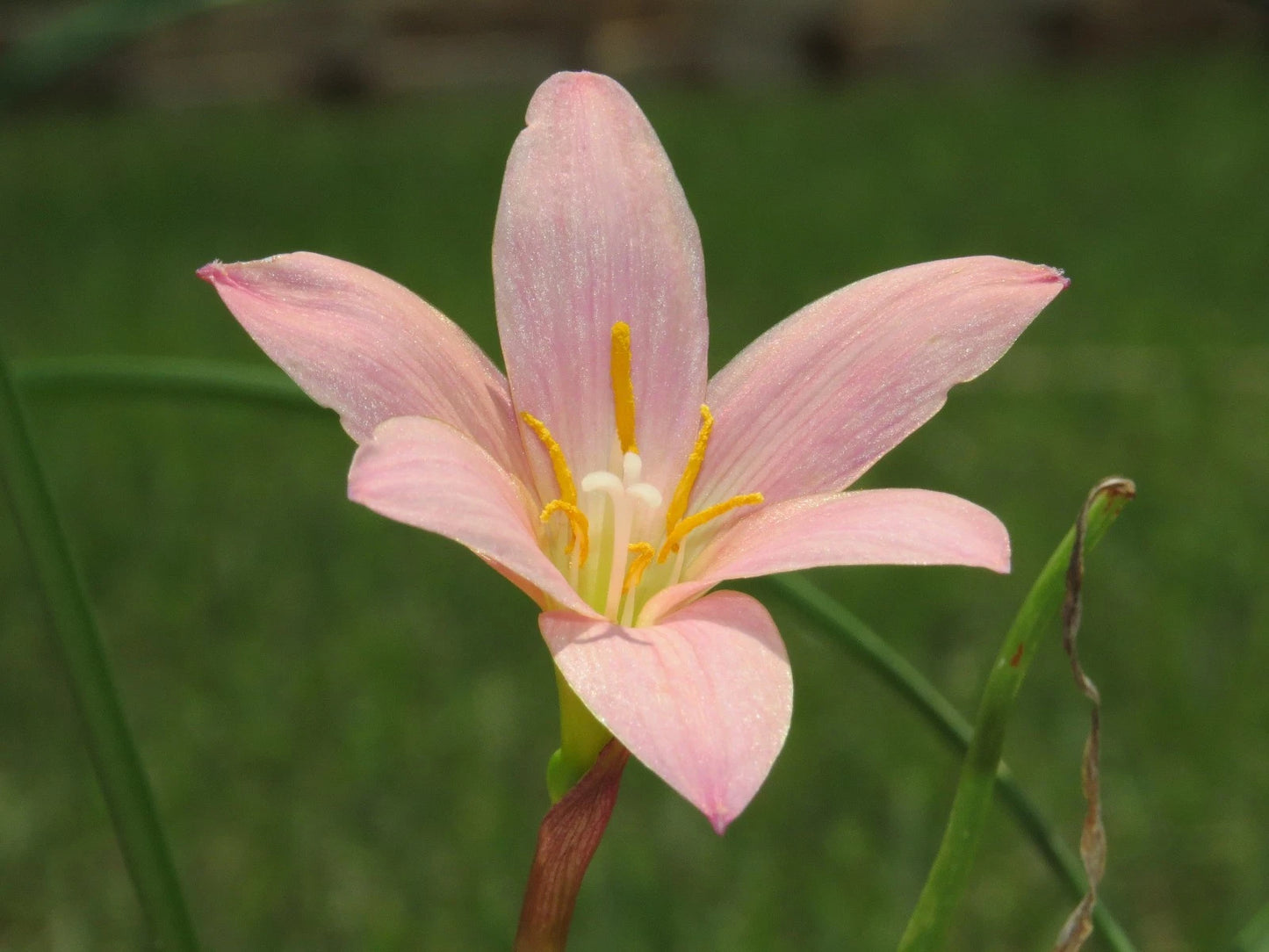 Zephyranthes Pink Diamond Rain Lily – Flowering Bulb Seeds