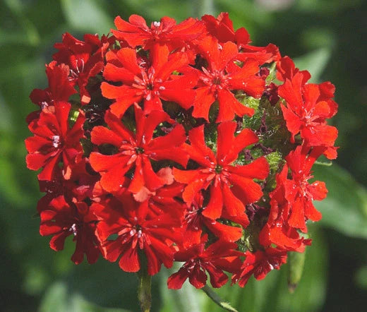 Maltese Cross Lychnis Chalcedonica – Perennial Flower Seeds