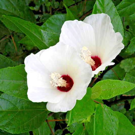 White Swamp Rose Mallow Colorful Wild Hibiscus Flower Seeds