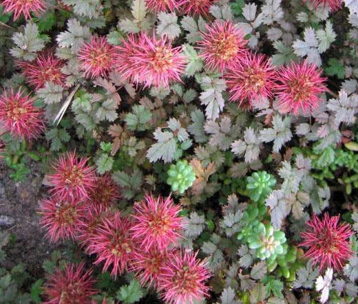 ZEALAND BURR BRONZE Acaena Microphylla Bulk Seeds Category eg, Flower Seeds