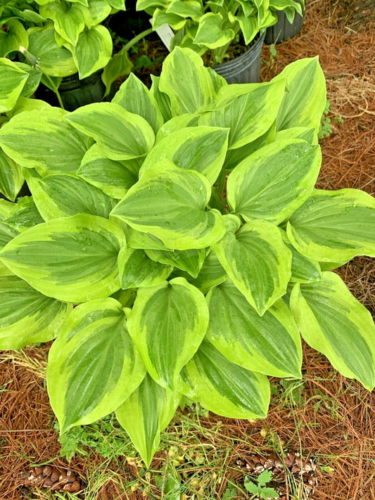Golden Tiara Hosta – Hardy Perennial Flower Seeds