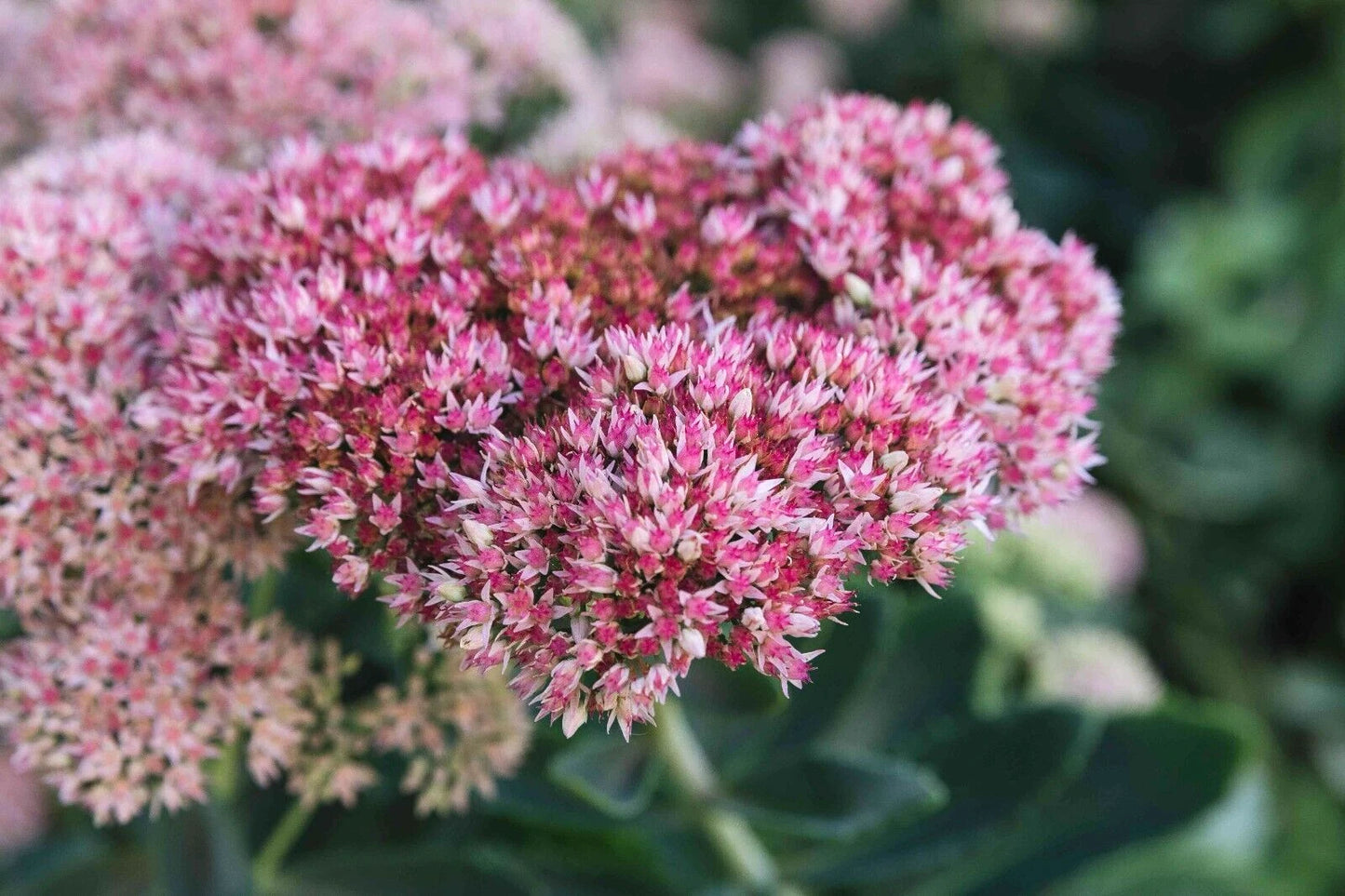 Autumn Joy Sedum Sedum Spectabile – Variegated Perennial Flower Seeds