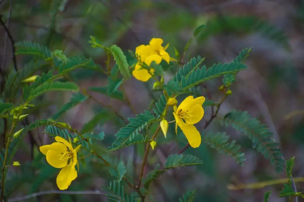 Partridge Pea Seeds For Planting – Perennial Flower Seeds Product Image – High Quality Seeds for Gardeners