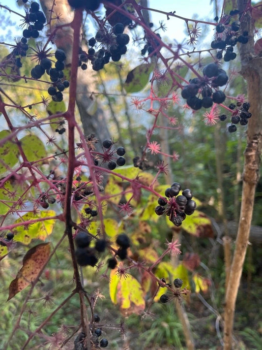 Aralia Spinosa Berry Producing Walking Stick Tree Seeds