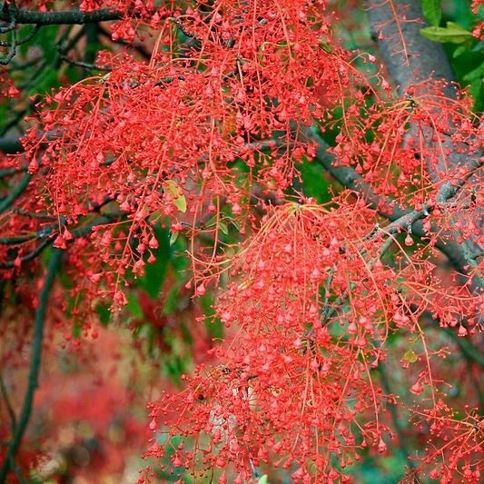 Illawarra Flame Tree Brachychiton Acerifolius – Flowering Tree Seeds
