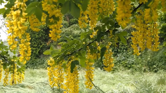 Golden Chain Tree Laburnum Anagyroides – Hardy Flowering Tree Seeds