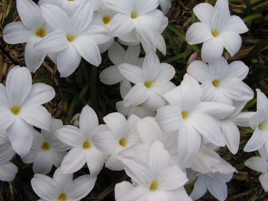 Rain Lily Zephyranthes Labufarosea Summer Ice New Habranthus - Flower
