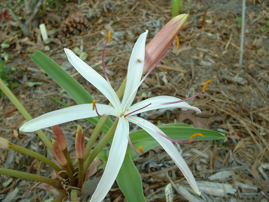 Crinum Lily Ligulatum Species Large Blooming-size Bulb New Very
