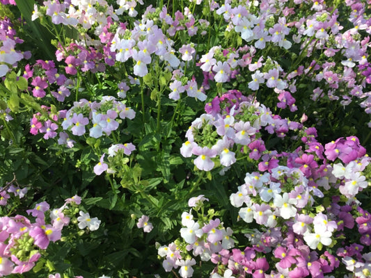 Easter Bonnet Cape Snapdragon – Colorful Garden Flower Seeds