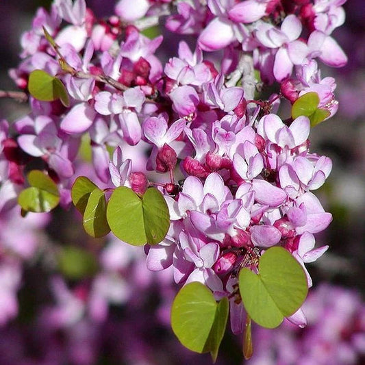 Cercis Occidentalis Western Redbud Cold Hardy Tree Seeds