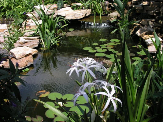 Crinum Lily Americanum – Garden Flower Seeds