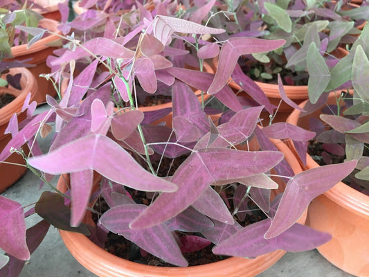 Red Wing Butterfly Plant Christia Vespertilionis – Pollinator Flower Seeds