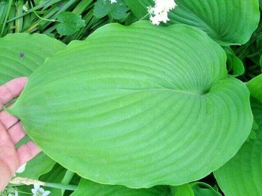 Sum and Substance Hosta – Ornamental Perennial Garden Seeds