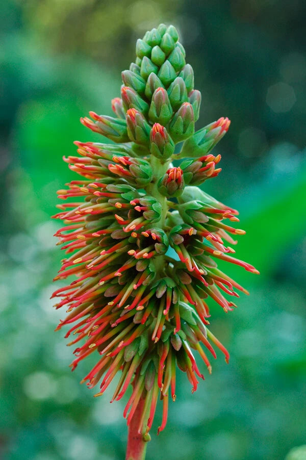 Acrocarpus Fraxinifolius Tree Pink Cedar Erosion Control Fodder – Hardy Fruit Tree Seeds