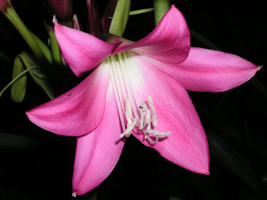 Crinum Lily Elizabeth – Garden Flower Seeds