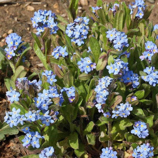 Forget Me Not – Colorful Wildflower Garden Seeds