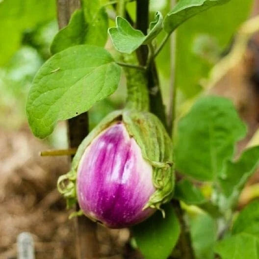 Rosa Bianca Eggplant Seeds Heirloom Non GMO Solanum Melongena