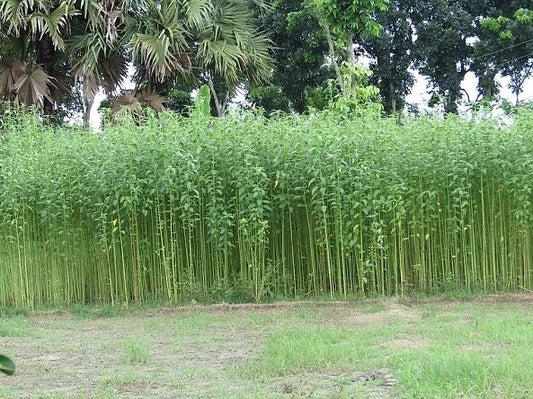 Corchorus Capsularis Seeds White Jute Herb Plants Annual Perennial Vegetable Flower Seeds for your garden