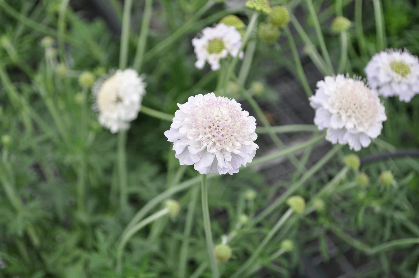 White Scabiosa Pincushion Flower – Perennial Garden Flower Seeds