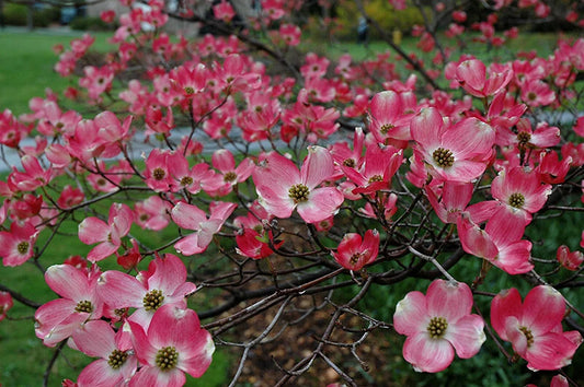 Pink Flowering Dogwood Cornus Florida Rubra – Cold Hardy Tree Seeds