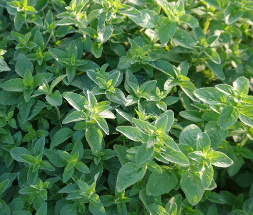 Italian Oregano Origanum Vulgare – Culinary Herb Seeds